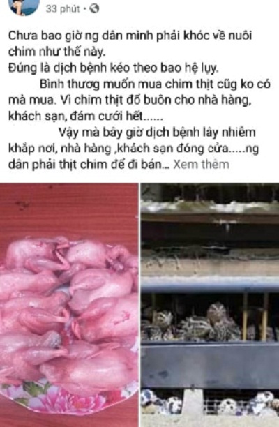 Tương tự, một tài khoản có tên Ha Pham cũng nhờ cộng đồng mạng "giải cứu" số chim cút giúp người nhà