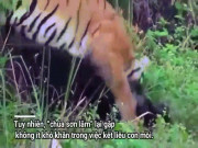 Phi thường - kỳ quặc - Video: Bị hổ dữ hạ gục bằng nhát cắn chí mạng, lợn rừng bật dậy phản đòn