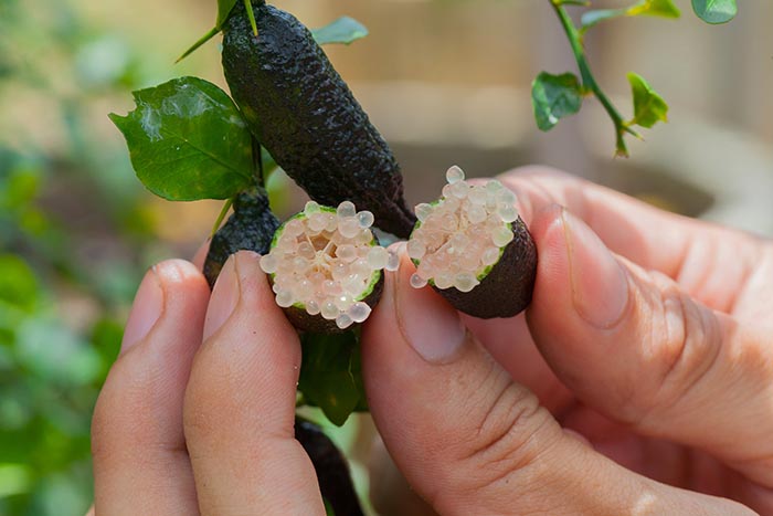 Loại chanh đắt nhất thế giới, trông như trứng cá muối khiến giới nhà giàu &#34;mê mẩn&#34; - 2