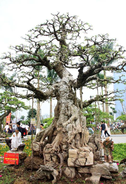 Cây sanh này "Trực quân tử" đã trải qua hàng trăm năm. Ảnh: Tri thức trực tuyến