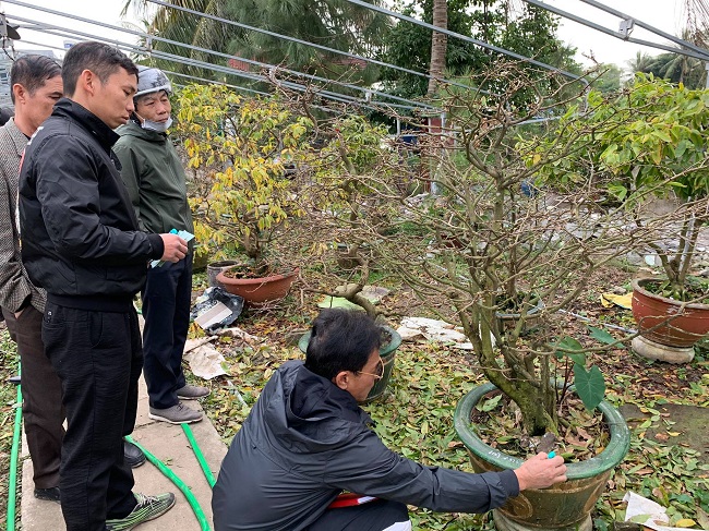 Ngay từ tháng 12 dương lịch, anh Tuấn đã tiếp đón nhiều lượt khách đến chọn mua hoa mai Yên Tử.