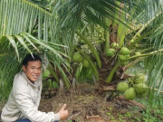 Thị trường - Tiêu dùng - Quả dừa lạ chưa từng thấy, giá bán tăng cả chục lần vẫn “cháy” hàng