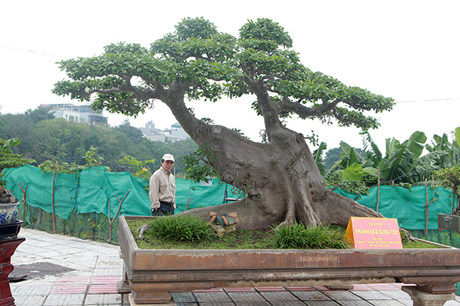 Mới đây, tại triển lãm cây cảnh Long Biên (Hà Nội), một tác phẩm sung cỡ đại gây sự chú ý của những người yêu cây bởi không chỉ độ già, thân bè dẹt mà bộ tay cành, dăm, chi được làm giống bộ tay cành, dăm, chi của những cây sanh.
