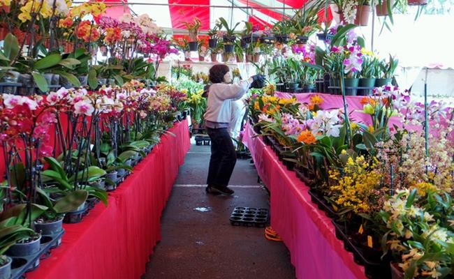 Ở nước ngoài, người Việt cũng có thể tìm thấy nhiều loài hoa lan với đủ các màu sắc khác nhau. Một chậu lan Australia với khoảng 50 cành có giá khoảng 2.000 USD (46 triệu đồng).
