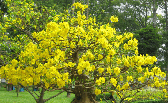 Mai châu (mai “trâu”) là loại hoa có kích cỡ lớn và mọc rất phổ biến, đặc biệt là ở miền Nam. Có nơi cây mọc thành rừng nhưng không sai hoa bằng mai sẻ. Cây mai này có hoa 5 cánh màu vàng tươi rất đẹp nên được nhiều người ưa chuộng.
