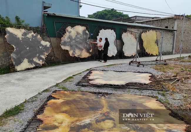 Những bộ da trâu, bò được ông Phạm Trí Oanh thu mua về bào hết lớp màng, ngâm nước khử mùi chống thối rồi phơi khô.