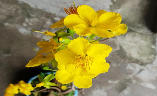 Mai thơm, mai hương, mai ngư cũng là cây mai 5 cánh thường, nhưng hoa có màu vàng tươi và mùi thơm nhẹ nhàng.
