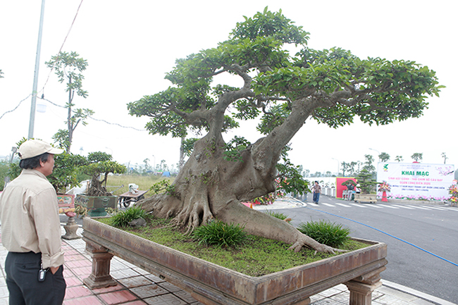 Anh Đặng Phùng Hiệp (Long Biên), chủ nhân tác phẩm cho biết, cây có tuổi đời khoảng 100 năm và có nguồn gốc ở Long Biên
