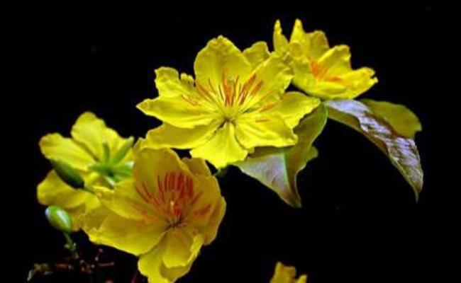 Mai vàng cánh nhọn là cây mai có nụ hoa nhỏ và dài, nở ra cánh nhọn như hình ngôi sao, rất sai hoa. Nhưng do loại mai này cánh hở, không mấy đẹp mắt nên ít được ưa chuộng trên thị trường.
