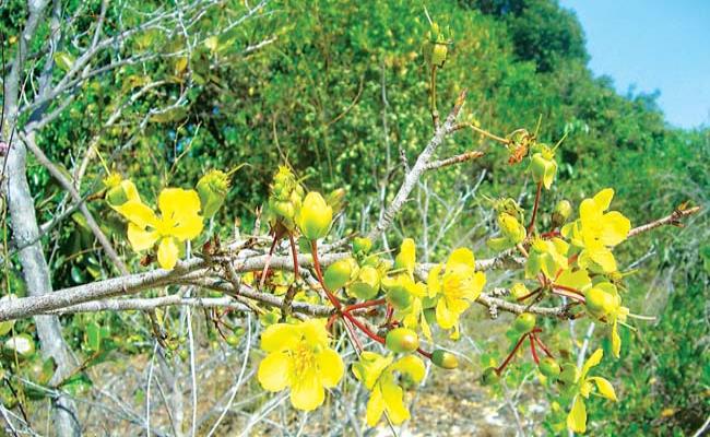 Mai Vĩnh Hảo là loại mai mọc hoang dại ở vùng núi Vĩnh Hảo (Bình Thuận). Cây mai vàng này rất nặng, có thể gấp rưỡi mai thường khác, nên còn có tên gọi khác&nbsp;&nbsp;là “mai đá”. Loại mai này cành nhỏ, giòn, dễ gãy, lá nhỏ, lúc non màu xanh, trong như giấy, hoa to, cánh phẳng, có từ 12 – 16 cánh, rất đẹp và lâu tàn.
