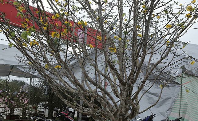 Gốc mai rừng này có tuổi đời trên 40 năm, chiều cao khoảng 6 mét, tán rộng khoảng 3,5-4mét, vanh gốc 55cm, cành đẹp, hoa và nụ nhiều, được mọc tự nhiên tại huyện Hương Khê (HàTĩnh). Gốc mai đã được rao bán với giá hơn 100 triệu đồng tại một chợ hoa xuân gần đây.
