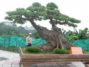 Thị trường - Tiêu dùng - &quot;Siêu cây&quot; sung cổ tạo dáng như sanh giá 10 tỷ đồng