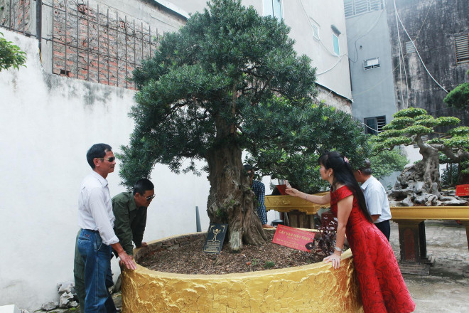 Cây tùng La Hán cũng được công nhận là cây di sản Việt Nam, cây có tuổi đời hàng trăm năm. Ảnh: Dân Trí.