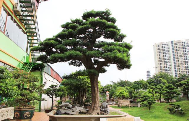 Cây tùng la hán cổ.