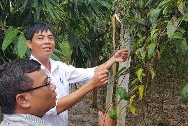 Kỹ thuật trồng khoai mài khá đơn giản, chăm sóc dễ dàng, nhân công ít.&nbsp;
