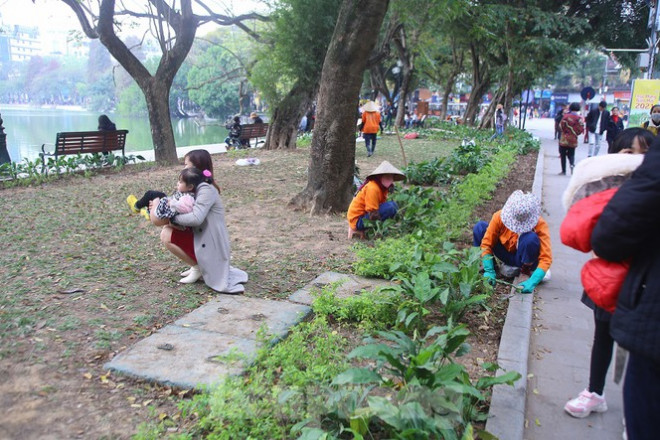 Mặc dù công nhân đang cố gắng trồng lại nhưng nhiều người vẫn tùy tiện đi vào trong bồn hoa.