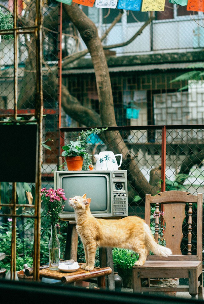 Khoảng khắc đáng yêu của một bé mèo được chụp tại Gác Miên - Ảnh: Gác Miên&nbsp;