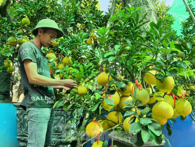 Quả bưởi Diễn được bọc lưới, thắt ruy băng trang trí phù hợp với ngày Tết....