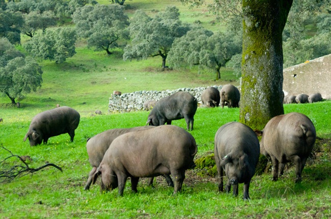 Sở dĩ chất lượng thịt của loài lợn này tốt là do lợn Iberico nuôi theo cách truyền thống được chạy nhảy, vận động trong môi trường tự nhiên, và ăn hạt dẻ rừng.
