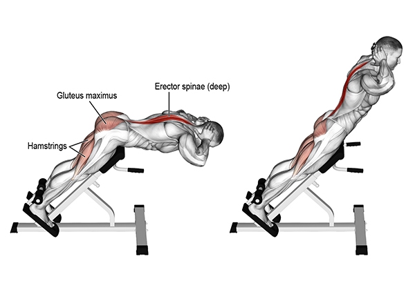 &nbsp;Hyperextensions – Bài tập gập người tập lưng dưới:&nbsp;Bài tập Hyperextension tác động đến nhóm cơ chính là cơ lưng dưới (Lower Back) và các nhóm cơ phụ gồm cơ đùi sau (Hamstrings), cơ mông (Glutes).