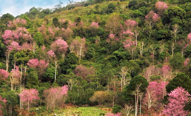 Rừng mai anh đào trên sườn núi.