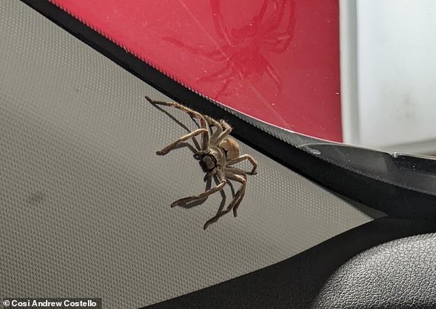 Một con nhện sát thủ trong xe của cô Emma (ảnh: Daily Mail)
