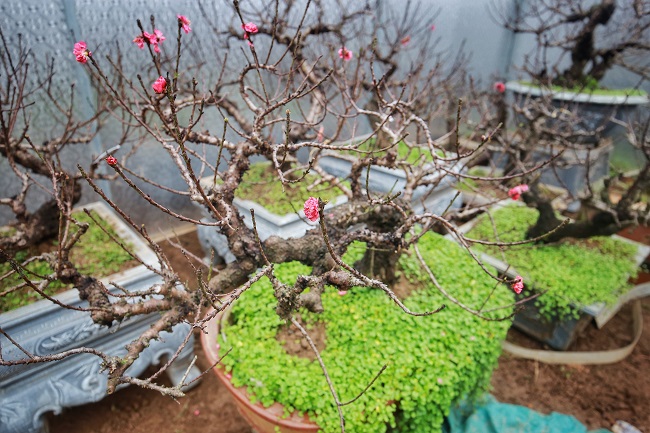 Trung bình, người trồng đào thất thốn phải mất ít nhất 10 năm mới độ ra được một cây đào có thế đẹp và thắm sắc.
