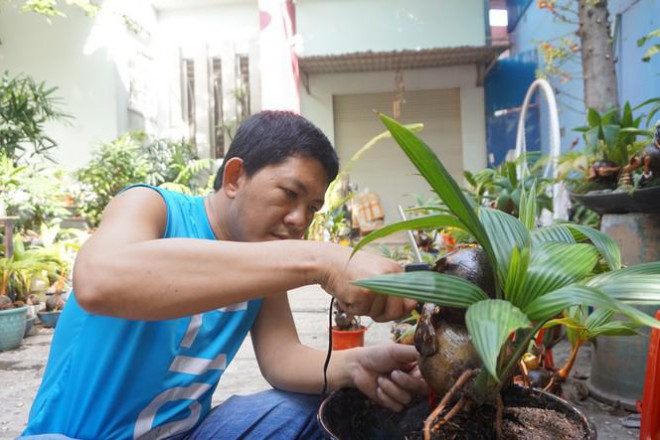 Qua đôi bàn tay tỉ mỉ của các nhà vườn. Các bonsai dừa trở nên lạ mắt, hấp dẫn.