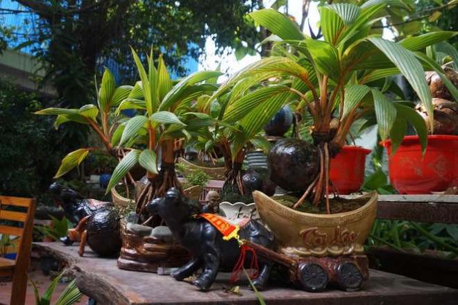 Ngoài bonsai dừa tạo hình con trâu, nhà vườn còn tạo thêm nhiều linh vật khác để đa dạng, hấp dẫn khách mua.