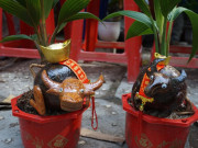 Độc đáo bonsai dừa tạo hình con trâu đón Tết Tân Sửu 2021