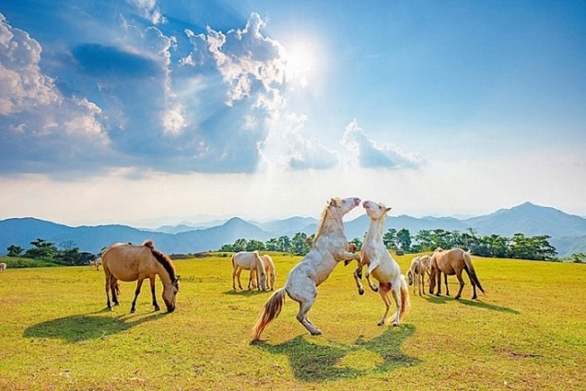 Với khung cảnh bình yên và không khí trong lành, nơi đây đã bắt đầu thu hút lượng khách du lịch tự phát đến thăm quan, chơi đùa cùng ngựa bạch.