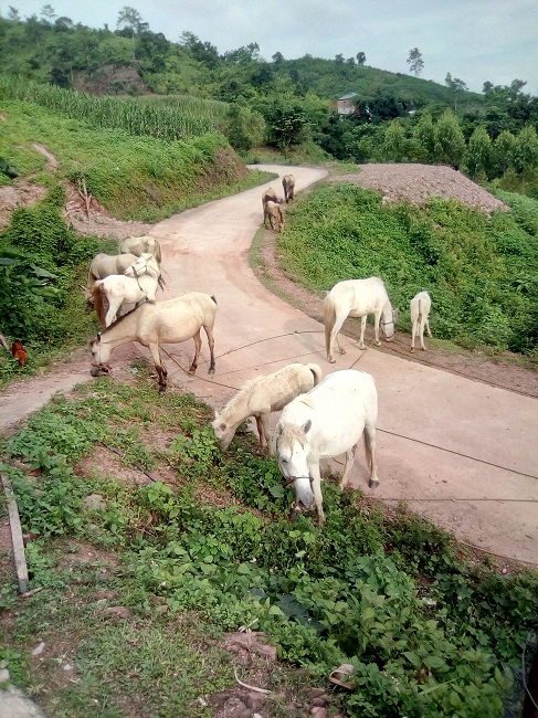 Mỗi con ngựa bạch được nuôi từ 3 năm trở lên có giá khoảng 50-60 triệu đồng.