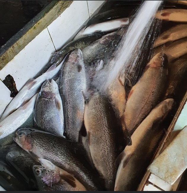 Chưa đầy 1 năm nhưng cá hồi Sa Pa đã phải chịu 2 lần giảm "sốc", giá chỉ còn 140-150.000 đồng/kg.