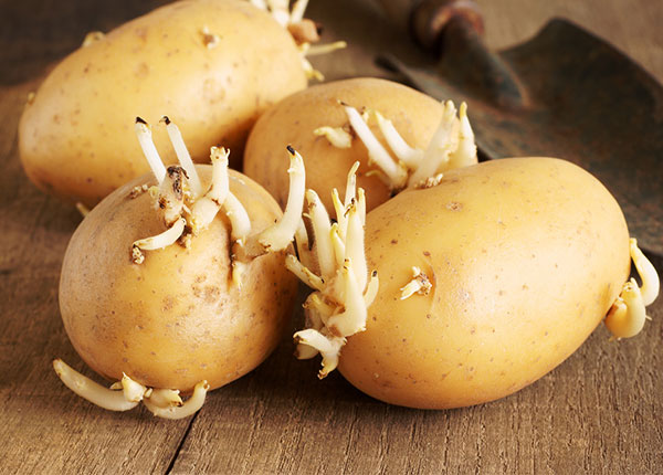 Ngày Tết ăn khoai tây mọc mầm có thể tử vong do hệ thần kinh trung ương bị tê liệt - 1
