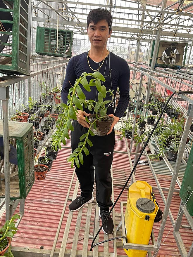 Phạm Ngọc Cảnh chia sẻ niềm đam mê với hoa lan - 1