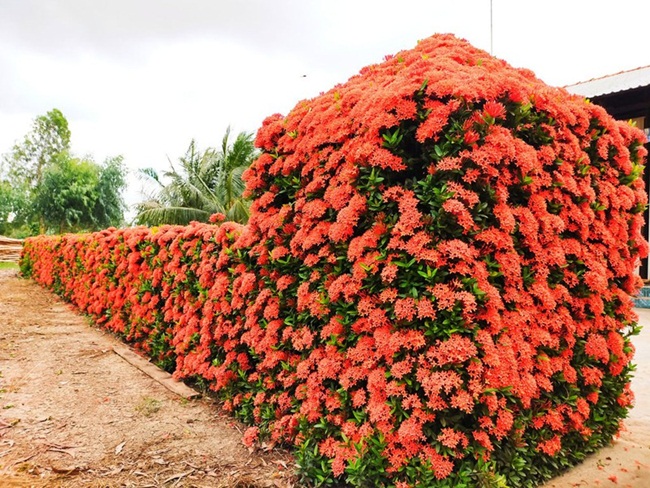 Nhìn từ bên ngoài, ngôi nhà này có thiết kế trông rất  bình thường, không có gì đặc biệt. Nhưng nếu như nhìn kỹ có thể thấy sự độc đáo đó chính là hàng rào nở hoa đẹp.
