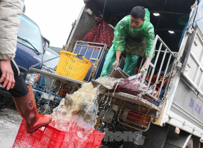 "Nghề buôn cá vất vả nhất vào mùa đông, khi nhiệt độ xuống thấp, việc bắt cá dưới nước thật là một thách thức lớn. Thế nhưng tôi quen với công việc này rồi. Ngày nào cũng như vậy bất kể trời rét thế nào", anh Xuyến-một lái buôn cá cho biết.