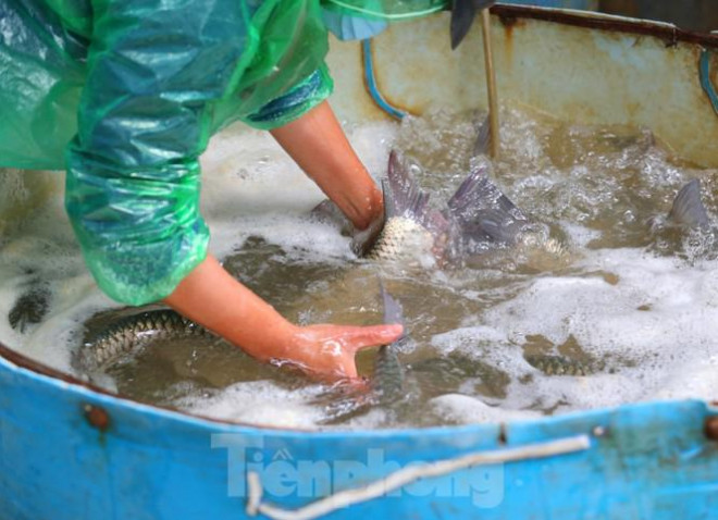 Theo anh Xuyên, việc phải thò tay vào nước liên tục khiến cho những người làm nghề buôn cá thường lựa chọn những bộ trang phục mỏng và mặc áo mưa để tránh nước thấm vào áo