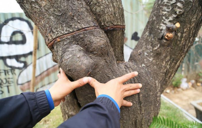 "Đào cổ thụ rất kén người chơi và cần phải có không gian đủ rộng như biệt thự sân vườn, sảnh công ty... mới có thể trưng bày được", anh Hoàn cho hay.