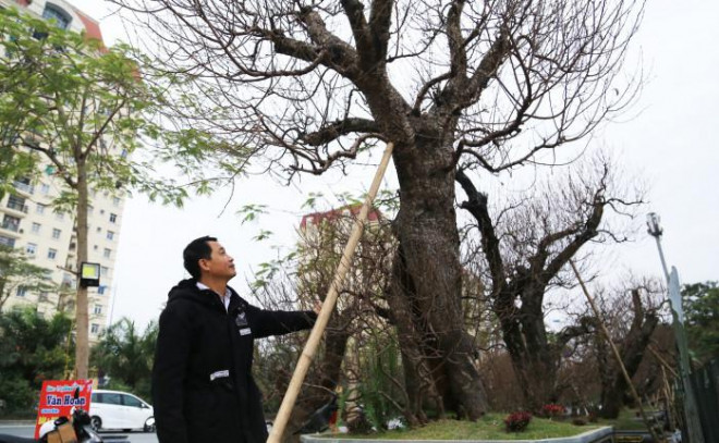 Ngỡ ngàng trước vẻ đồ sộ của cây đào thế, ông Kiều Văn Thao (Mê Linh, Hà Nội) bày tỏ: "Theo tôi, 100 triệu cũng xứng đáng cho một tác phẩm đẹp như vậy”.