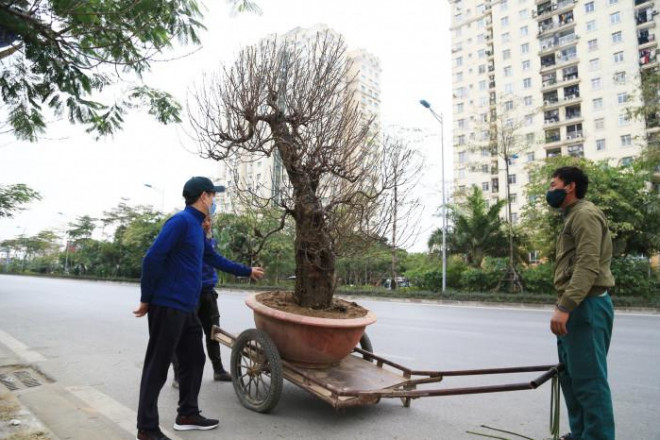 Vẻ độc, lạ của những chậu đào đã thu hút sự chú ý của nhiều người đi qua đây.