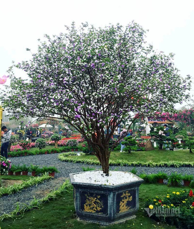 Cây hoa nhài Nhật thế "khủng" thu hút nhiều người yêu cây cảnh đến chiêm ngưỡng. Ảnh: Vietnamnet.