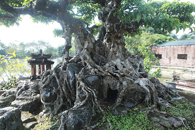 Những điểm chưa phù hợp như một số viên đá dài quá rễ chưa bám cụt vào bên trong được anh Tuấn làm triệt để, để cho tác phẩm hoàn thiện.&nbsp;Tay cành cũng được anh Tuấn cắt giật chứ không uốn nắn như các cụ xưa “tay cành chuyển giật, về nguyên lý nến không cắt thì cây nó cứ phóng ra, độ đuỗn của cây sẽ cao. Nhưng khi mình cắt giật thì độ to, độ đuỗn của tay, cành sẽ to đều với thân”, anh Tuấn chia sẻ&nbsp;
