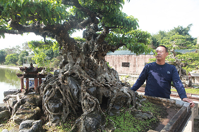 Theo đó, cây cao khoảng 90cm, nếu tính cả bệ rễ ôm đá thì cây cao khoảng 1,1m. Bệ rễ gần 1m và bông tán dài hơn 1,5m
