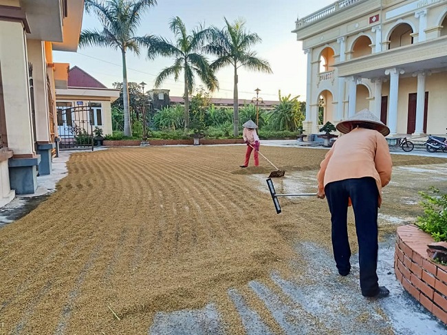 Lúa được canh tác hữu cơ, gặt và phơi hoàn toàn thủ công để đạt chất lượng tốt nhất.