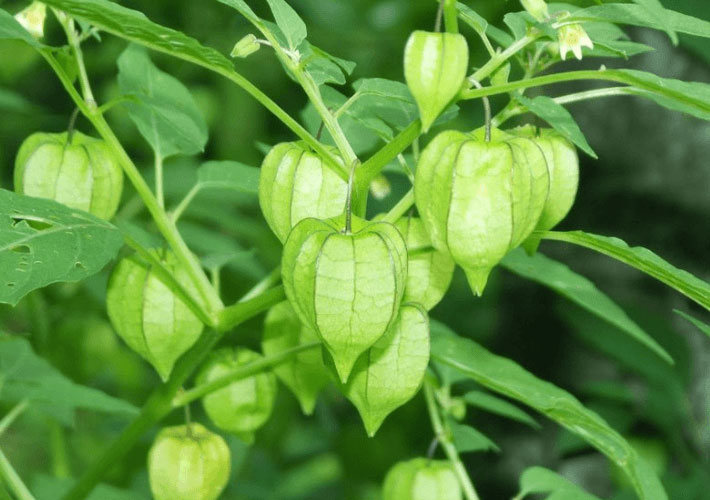 Cây tầm bóp.