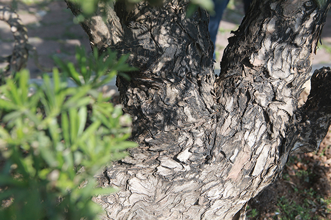 Dù vỏ xù xì, nứt toác nhìn như da con báo những cây rất sạch sẽ chứng tỏ cây rất nhiều năm tuổi
