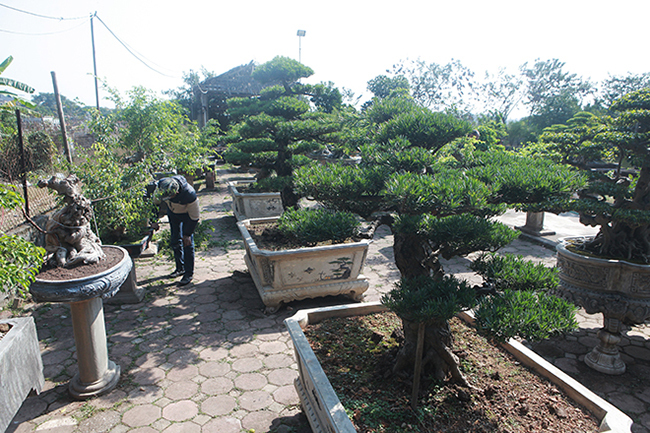 Những cây tùng bonsai giá trị tiền tỷ vì tuổi đời cây già, dòng quý hiếm và mất nhiều năm công sức tạo tác
