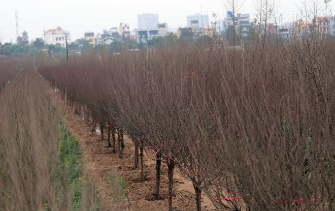 Người trồng đào Nhật Tân cũng như nhiều nơi khác đang rơi vào tình cảnh không khỏi lo lắng khi thời tiết rét đậm kéo dài.