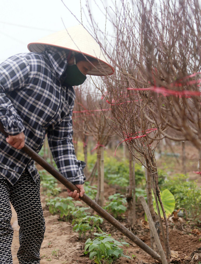 Những ngày Hà Nội rét kỷ lục, nhiều hộ gia đình phải xới đất, tưới nước, bón phân cho từng gốc đào để "giữ ấm" cho cây...